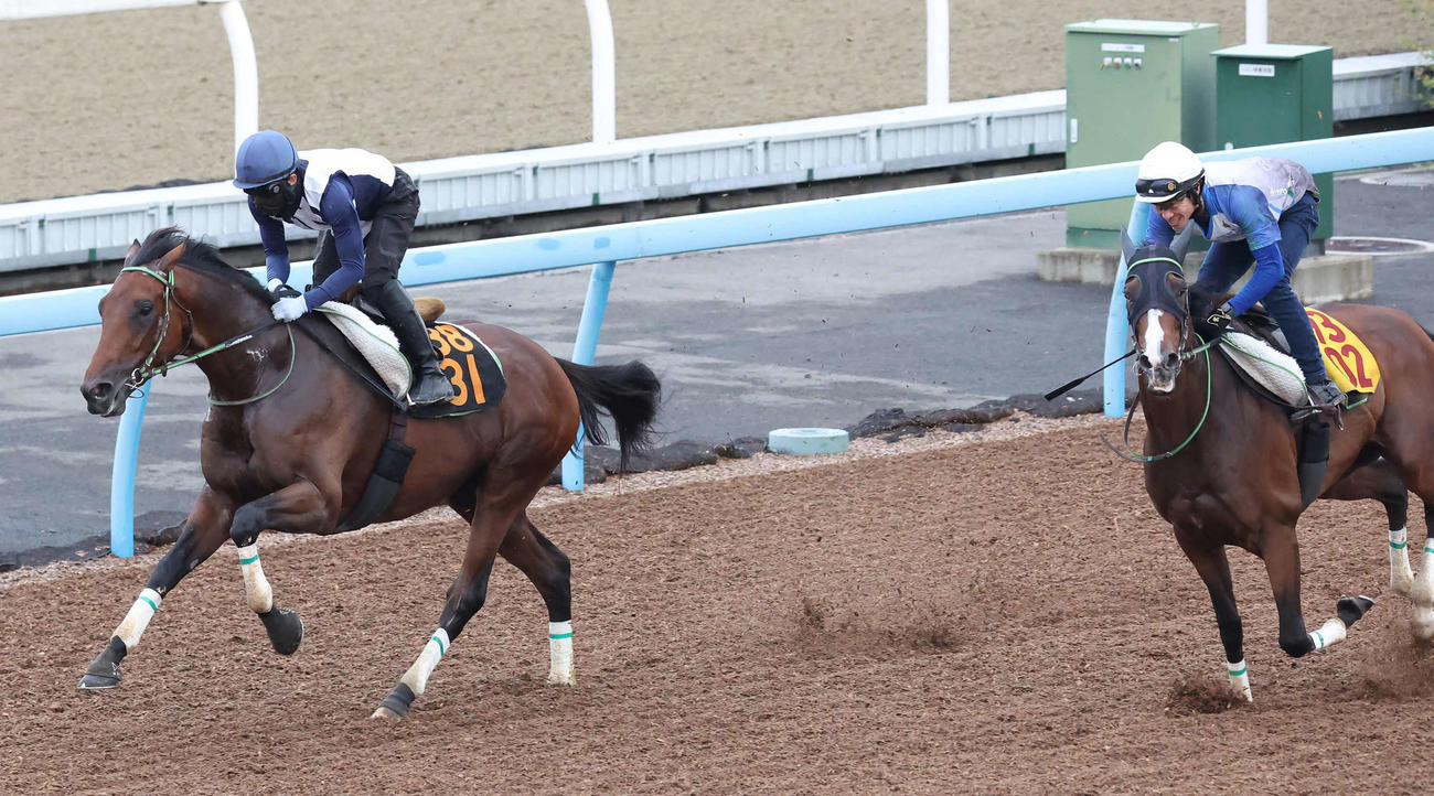 レッドバンデ（左）は嶋田騎手を背に美浦ウッドでレイククレセントらと併せて追い切られた（撮影・丹羽敏通）