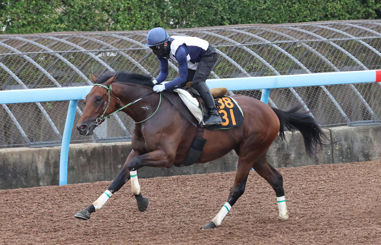 レッドバンデは嶋田騎手を背に美浦ウッドで追い切られた（撮影・丹羽敏通）