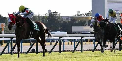 チャレンジカップを制したラヴェル=2024年11月30日、京都競馬場