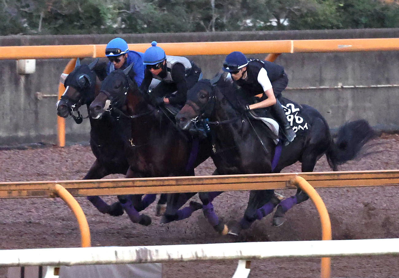 西塚騎手を背にCウッドをヨーホーレイク（中央）、ショウヘイ（右）と3頭併せで追い切るカムニャック（撮影・白石智彦）
