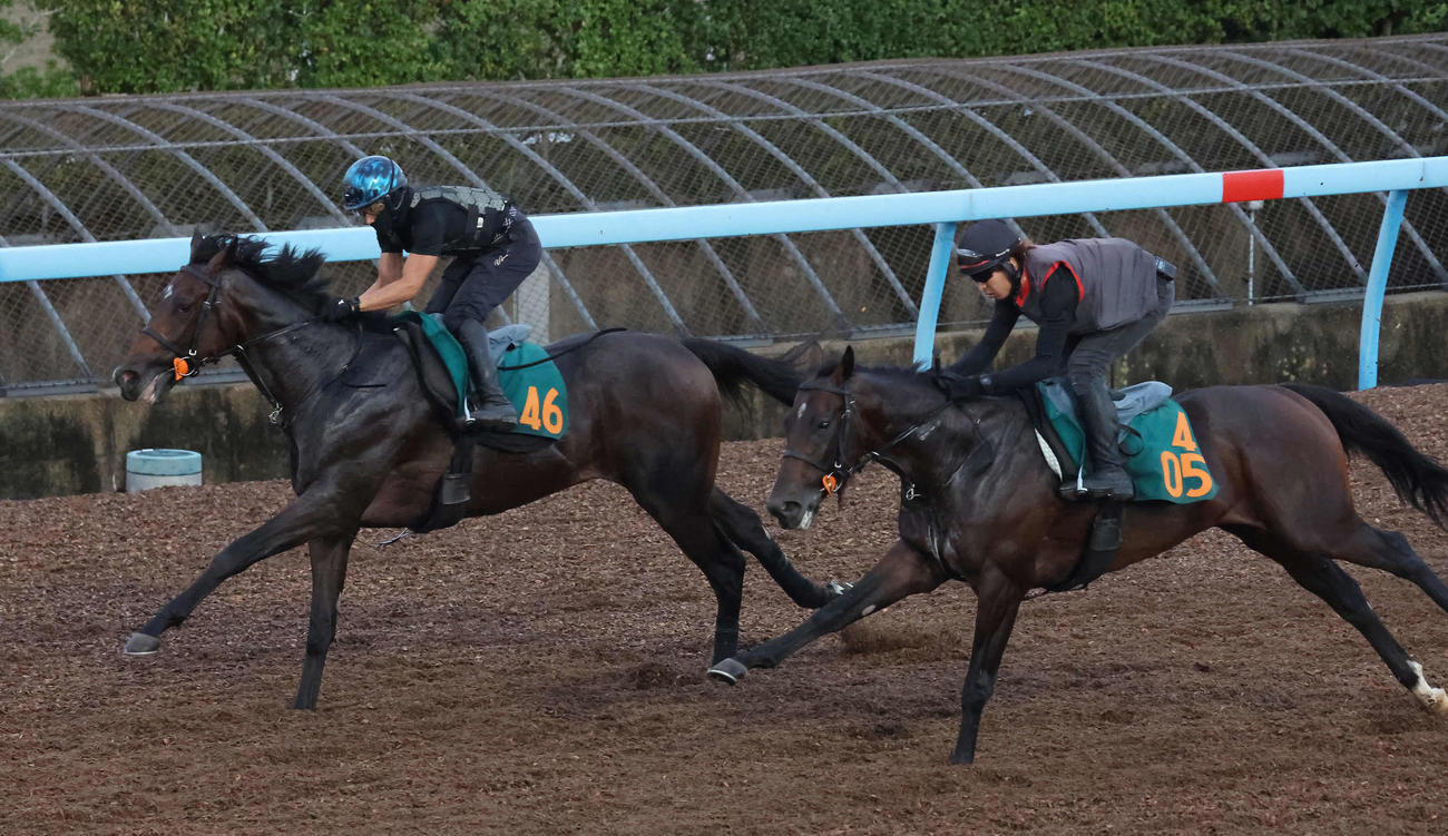 美浦ウッドで併せ馬を行ったフォルテアンジェロ（右）（撮影・丹羽敏通）