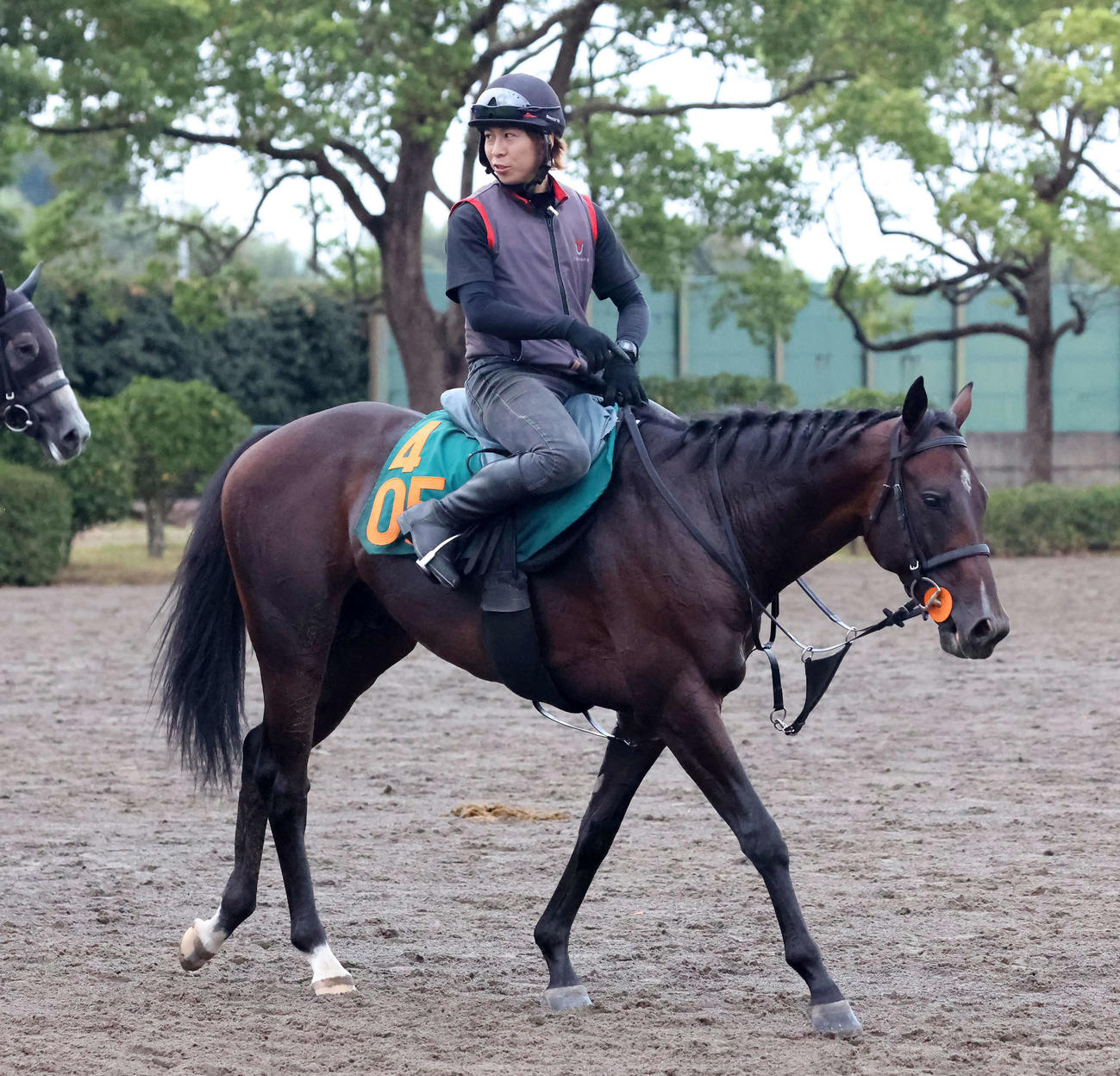 追い切りを終えて馬場を出るフォルテアンジェロ（撮影・丹羽敏通）