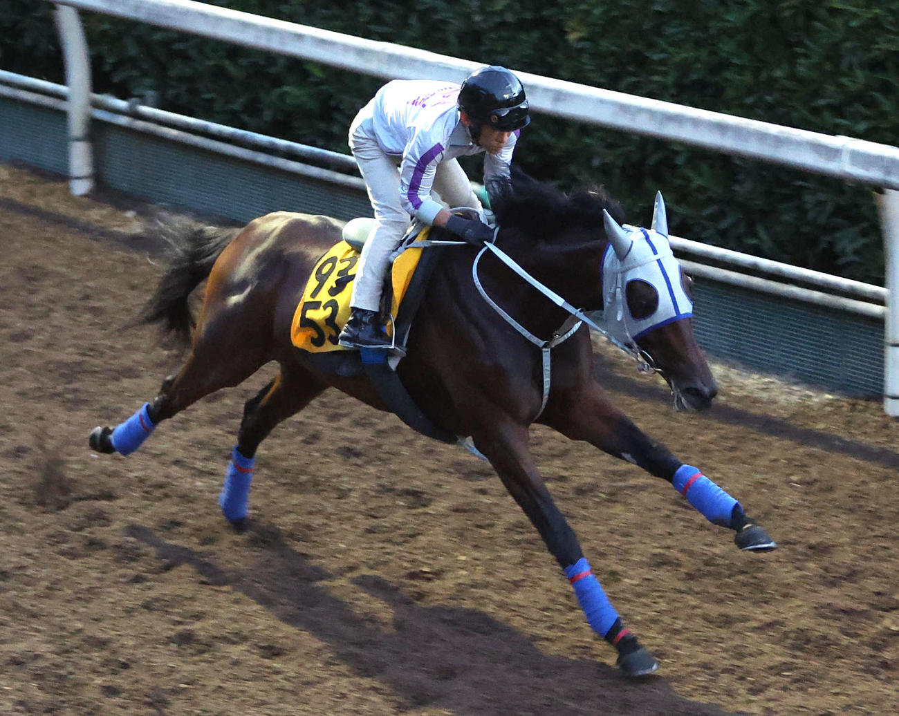 坂路を単走で追い切るワンダーキサラ（撮影・白石智彦）