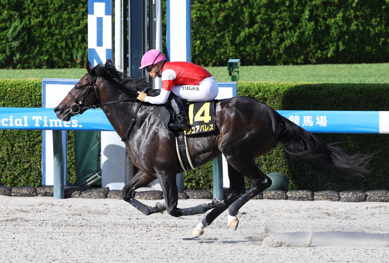 阪神11R、直線抜け出してエニフSを制したインユアパレス（撮影・白石智彦）