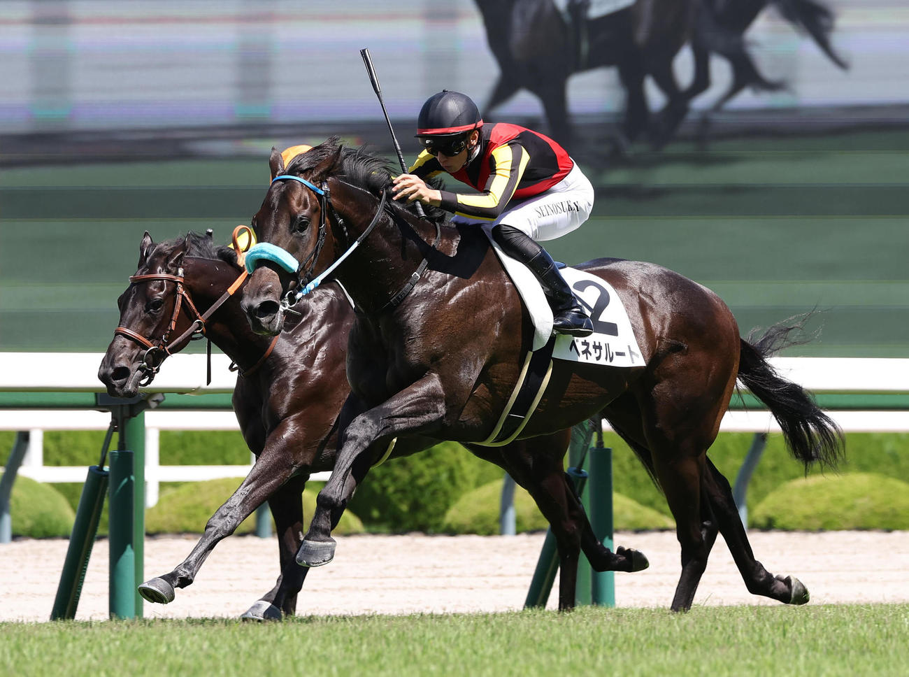 阪神5R、直線抜け出して新馬戦を制したベネサルート（右）（撮影・白石智彦）