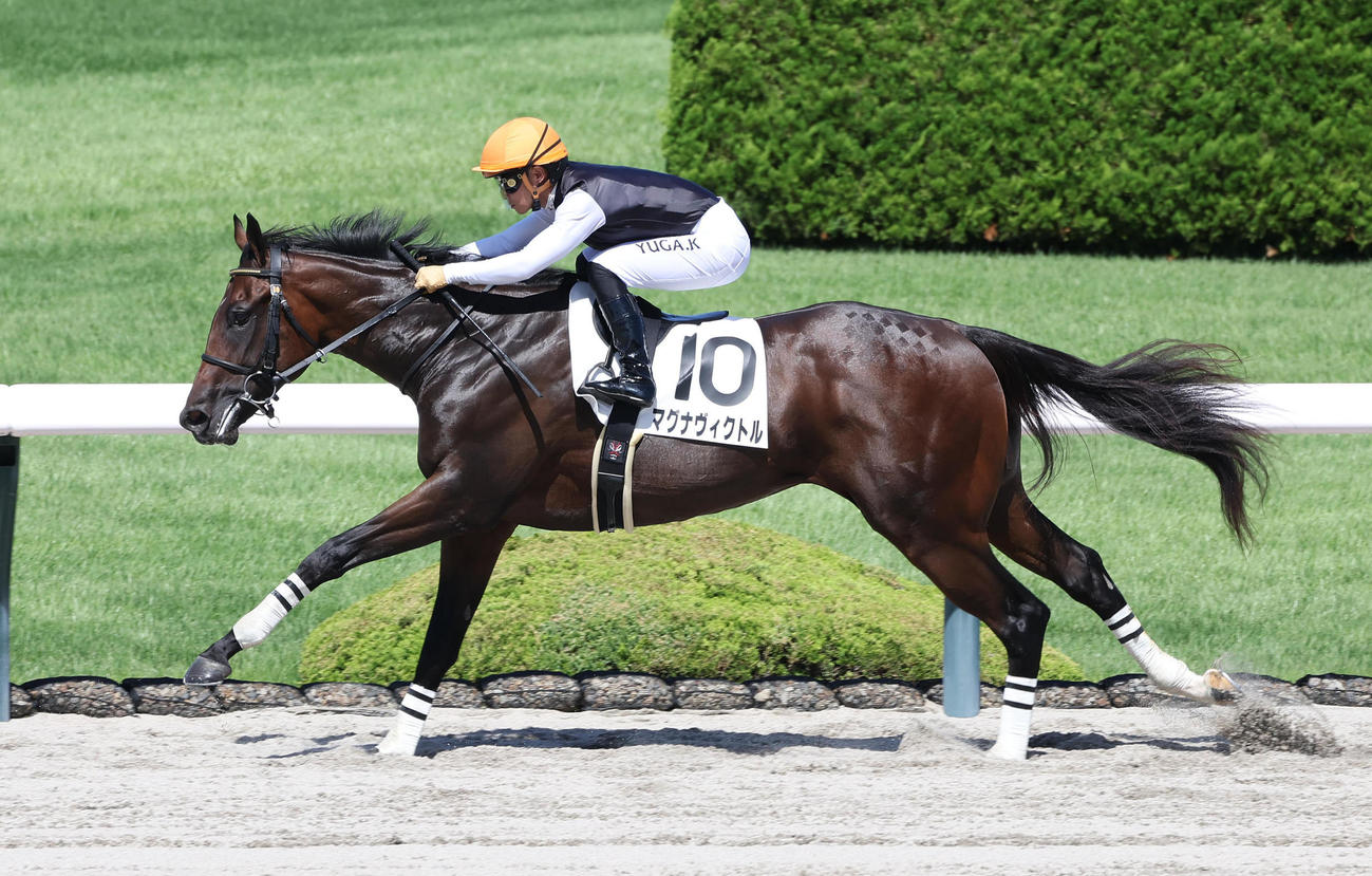 阪神6R、逃げ切って新馬戦を快勝したマグナヴィクトル（撮影・白石智彦）