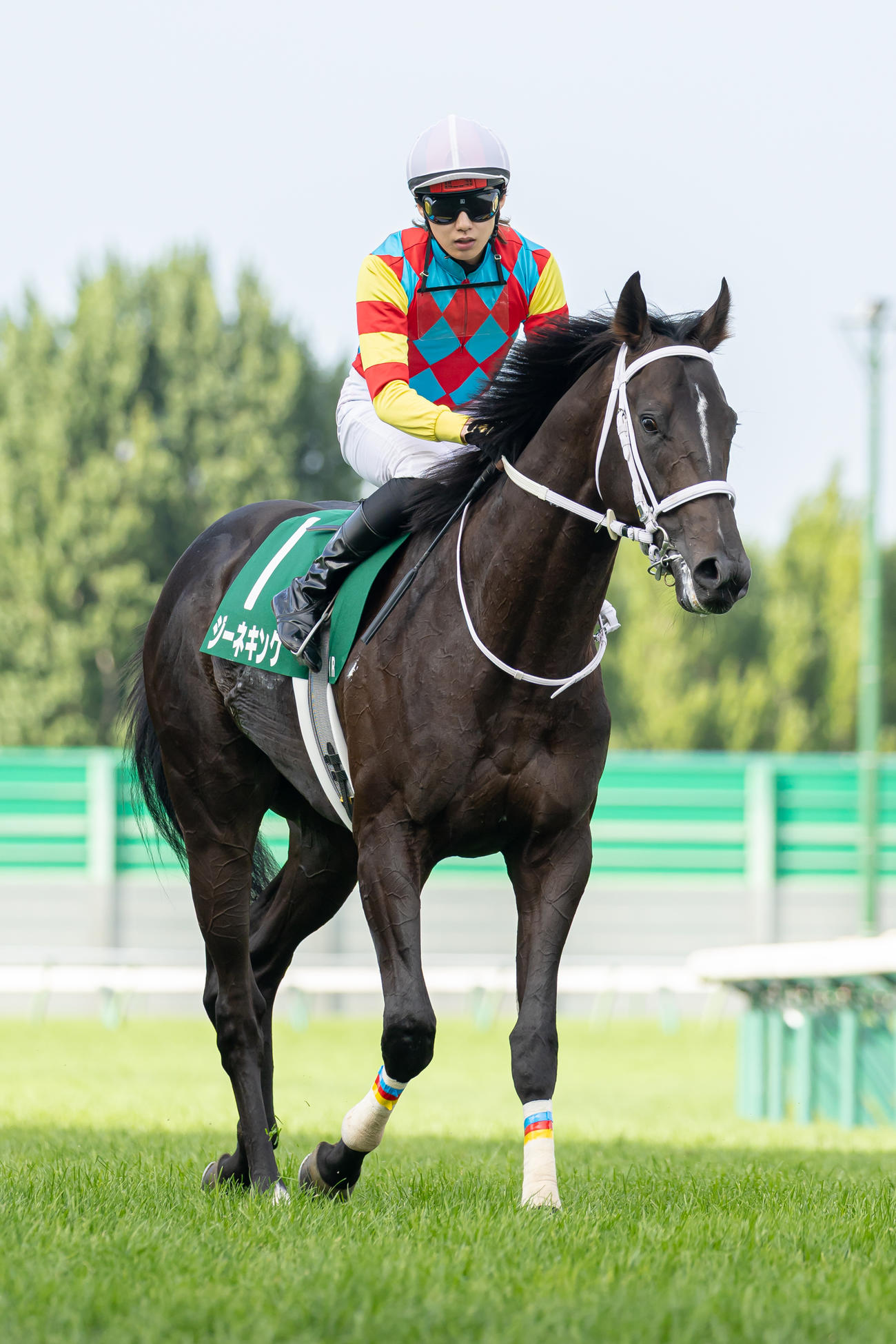 2着に敗れたジーネキングと斎藤騎手（撮影・村野早祐）