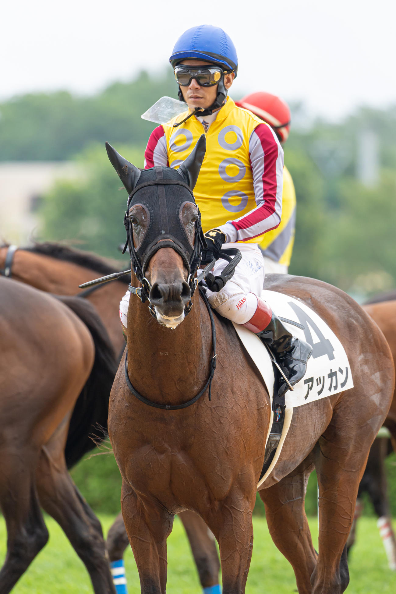 札幌2R、2歳未勝利を勝ち上がったアッカンと浜中騎手（撮影・村野早祐）