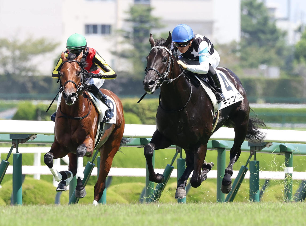 阪神5R、新馬戦を快勝したキッコベッロ（右）（撮影・白石智彦）