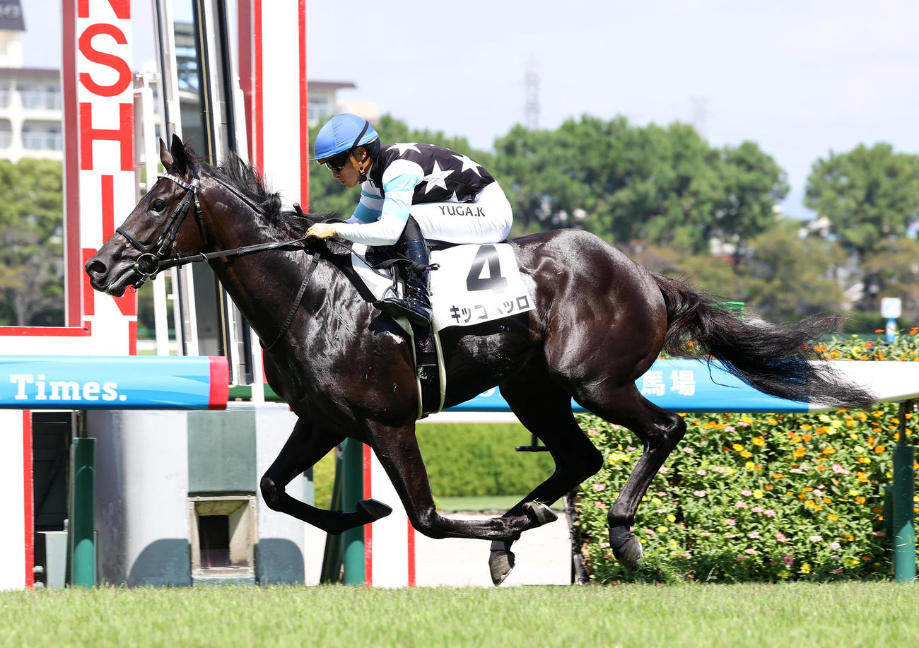 阪神5R、新馬戦を快勝したキッコベッロ（撮影・白石智彦）