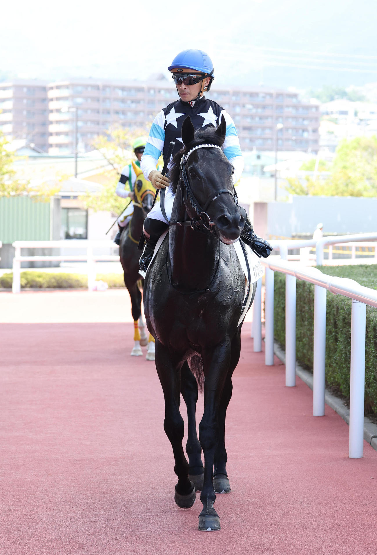 阪神5R、新馬戦を快勝したキッコベッロ（撮影・白石智彦）