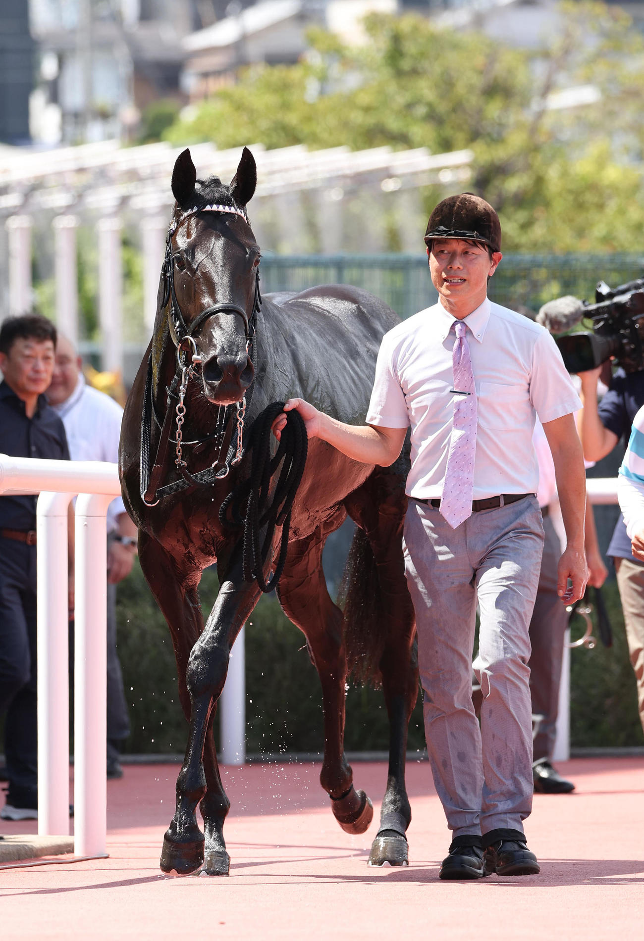 阪神5R、新馬戦を快勝したキッコベッロ（撮影・白石智彦）