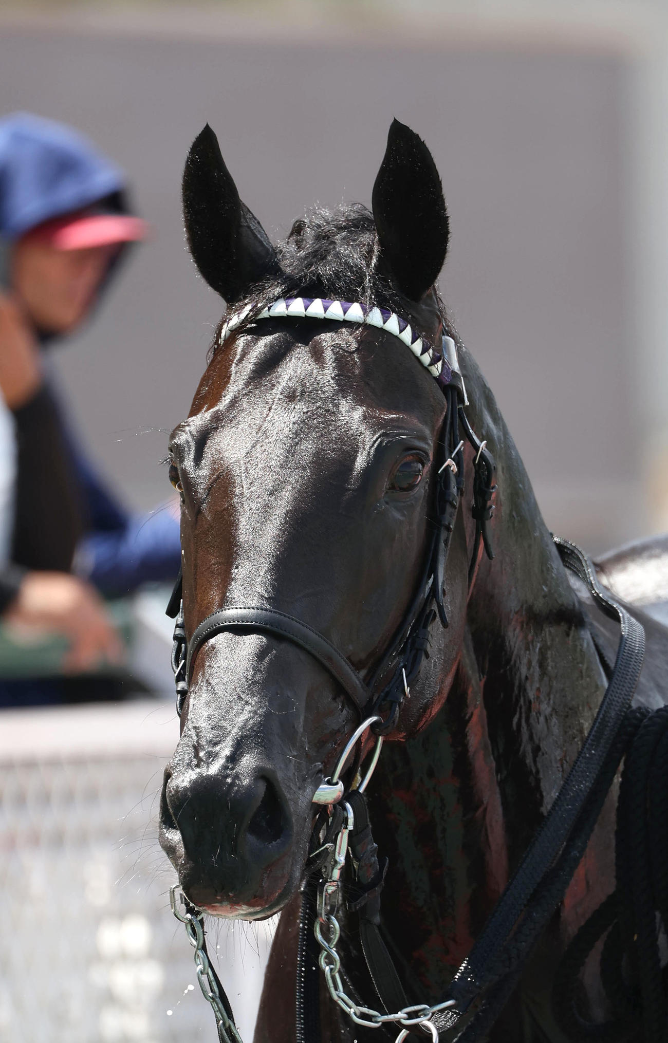阪神5R、新馬戦を快勝したキッコベッロ（撮影・白石智彦）