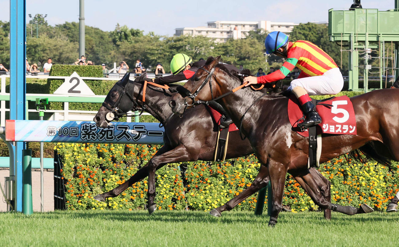 中山11R、ジョスラン（手前）の追い上げをしのいで紫苑Sを制したケリフレッドアスクと西塚騎手（奥）（撮影・丹羽敏通）