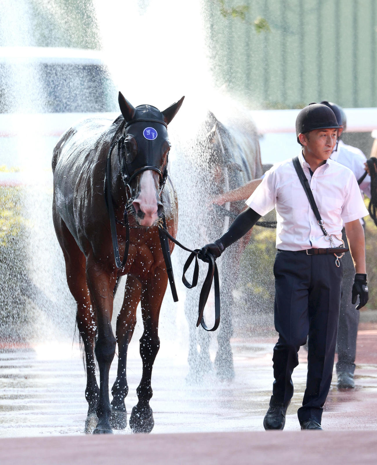 阪神11RセントウルS、2着に敗れたママコチャ（撮影・白石智彦）