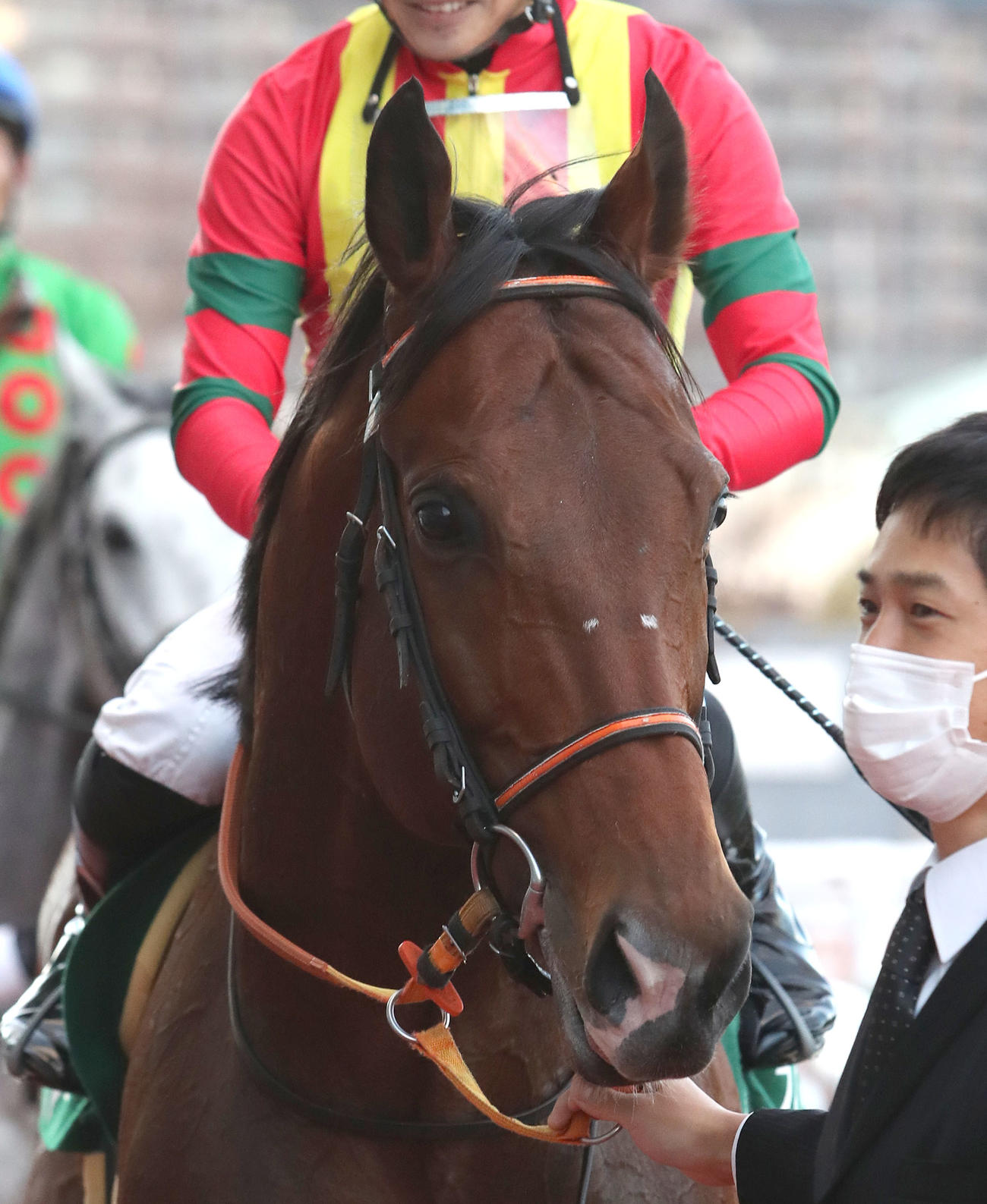 京阪杯を制したフィアーノロマーノ（2020年11月撮影）