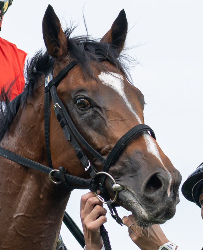 牡馬横綱に指名されたショウナンガルフ（2025年9月6日撮影）