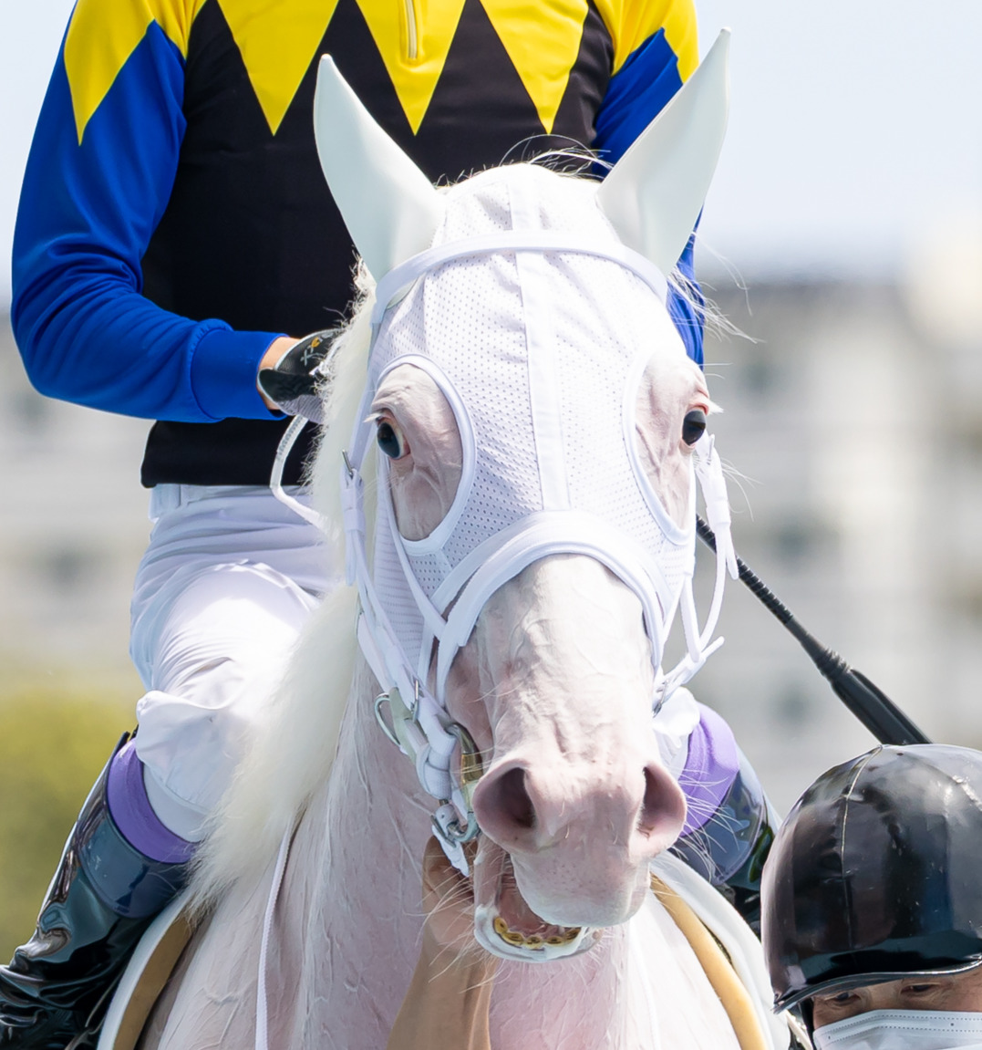 牝馬横綱に指名された白毛馬マルガ（2025年7月12日撮影）