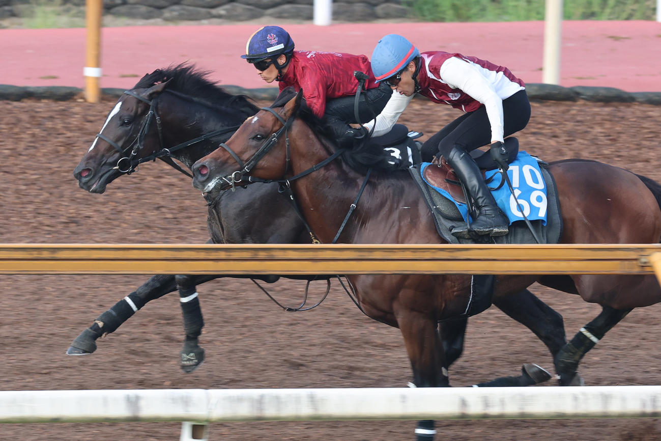 川田将雅騎手が騎乗し、古馬と併せたエリキング（左）。　（右はシャイニングソード）
