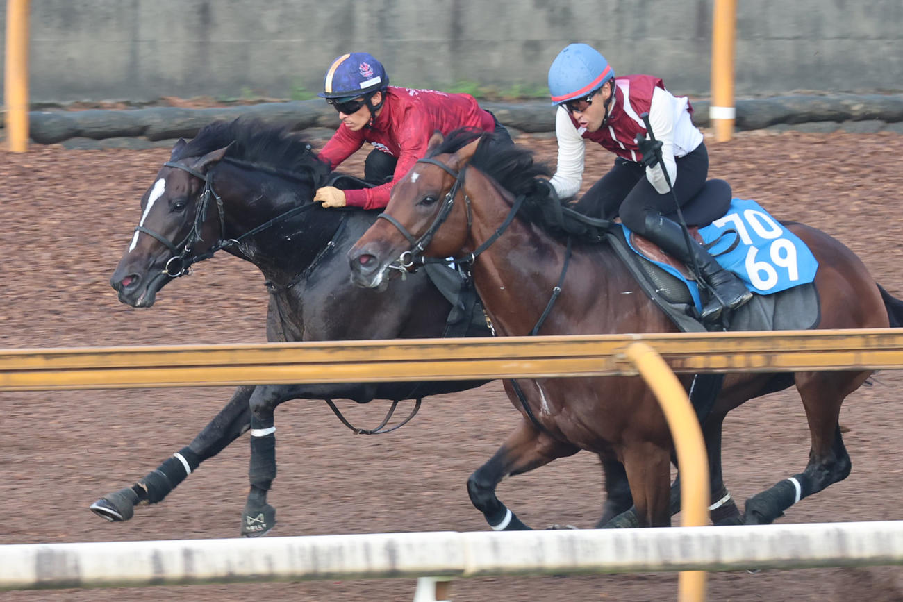 川田将雅騎手が騎乗し、古馬と併せたエリキング（左）。　（右はシャイニングソード）　