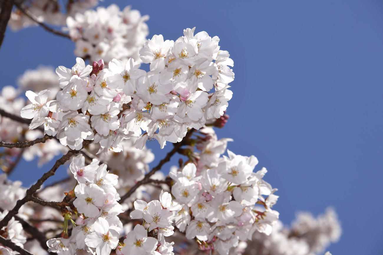 JRA競馬学校の桜（2019年撮影）