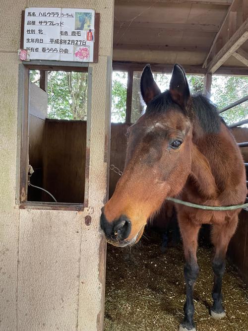 高知競馬のハルウララ 高知競馬がハルウララの献花台の設置、コメントを発表「ご冥福を心より