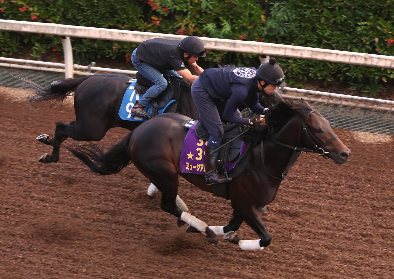 坂路をブルーワール（左）と併せ馬で追い切るミュージアムマイル（撮影・白石智彦）