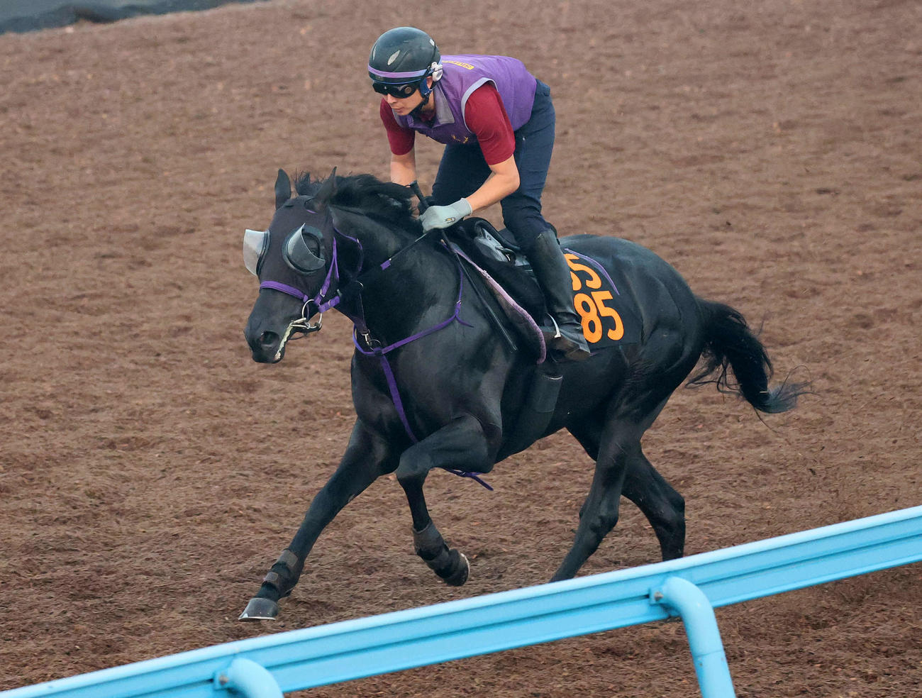 ピックデムッシュは美浦ウッドを軽快なフットワークで駆け抜けた（撮影・丹羽敏通）