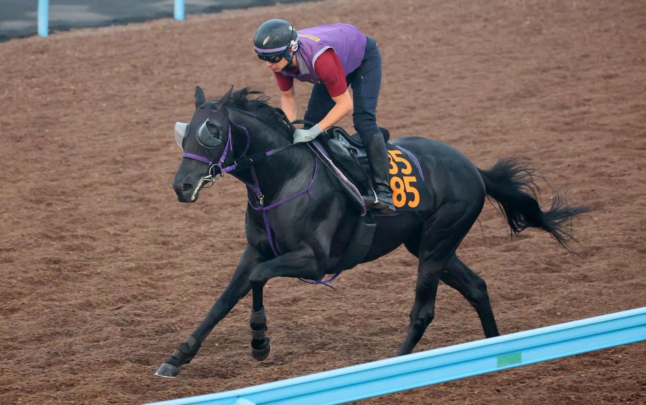 ピックデムッシュは美浦ウッドを軽快なフットワークで駆け抜けた（撮影・丹羽敏通）