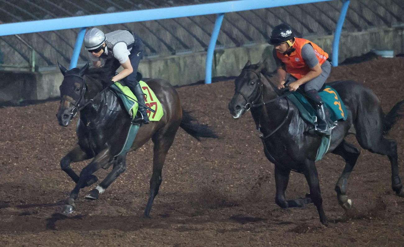 マカレイ（左）は大野騎手を背に美浦ウッドでウインビギニングと併せて追い切られた（撮影・丹羽敏通）