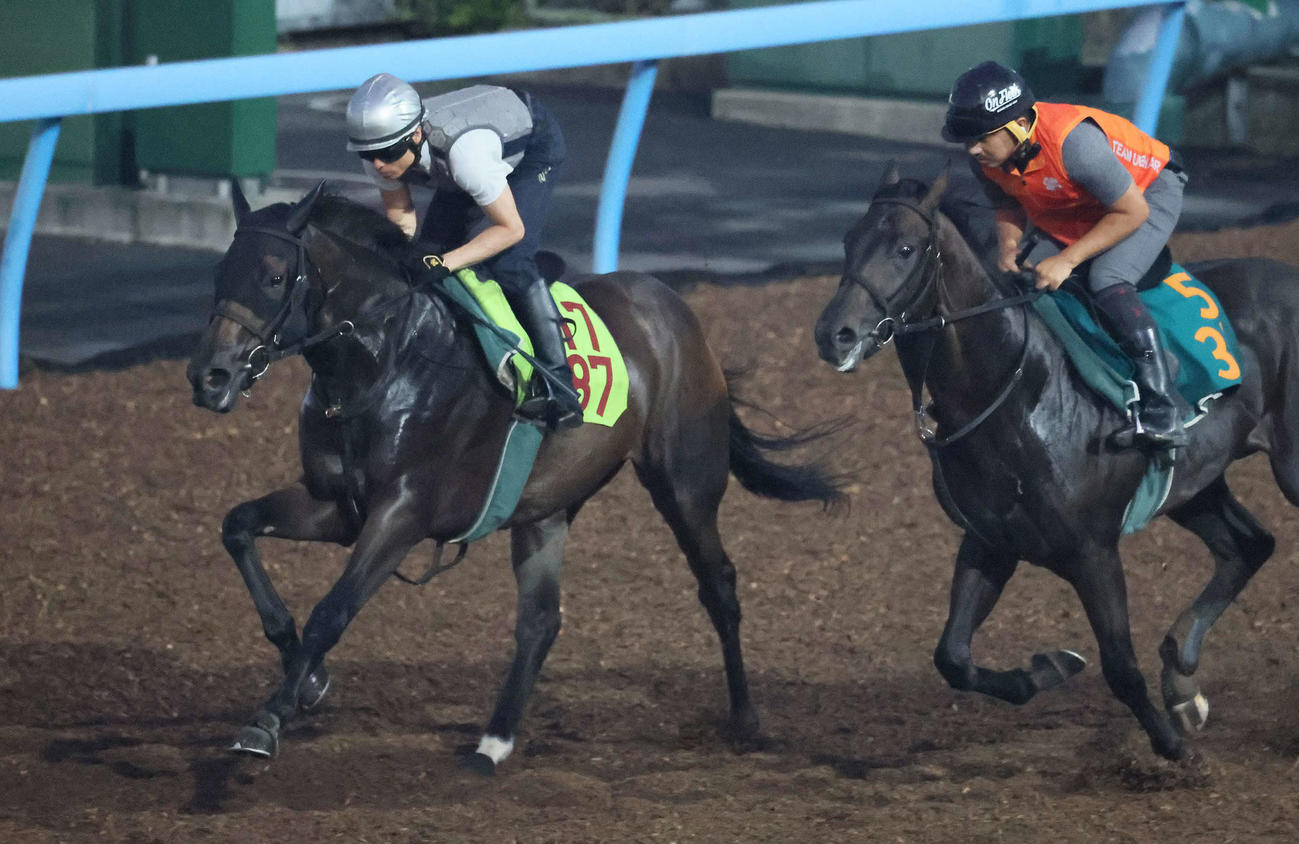 マカレイ（左）は大野騎手を背に美浦ウッドでウインビギニングと併せて追い切られた（撮影・丹羽敏通）