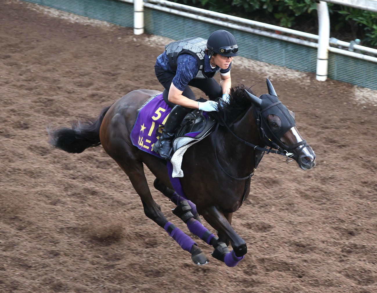 坂路を単走で追い切るカムニャック（撮影・白石智彦）