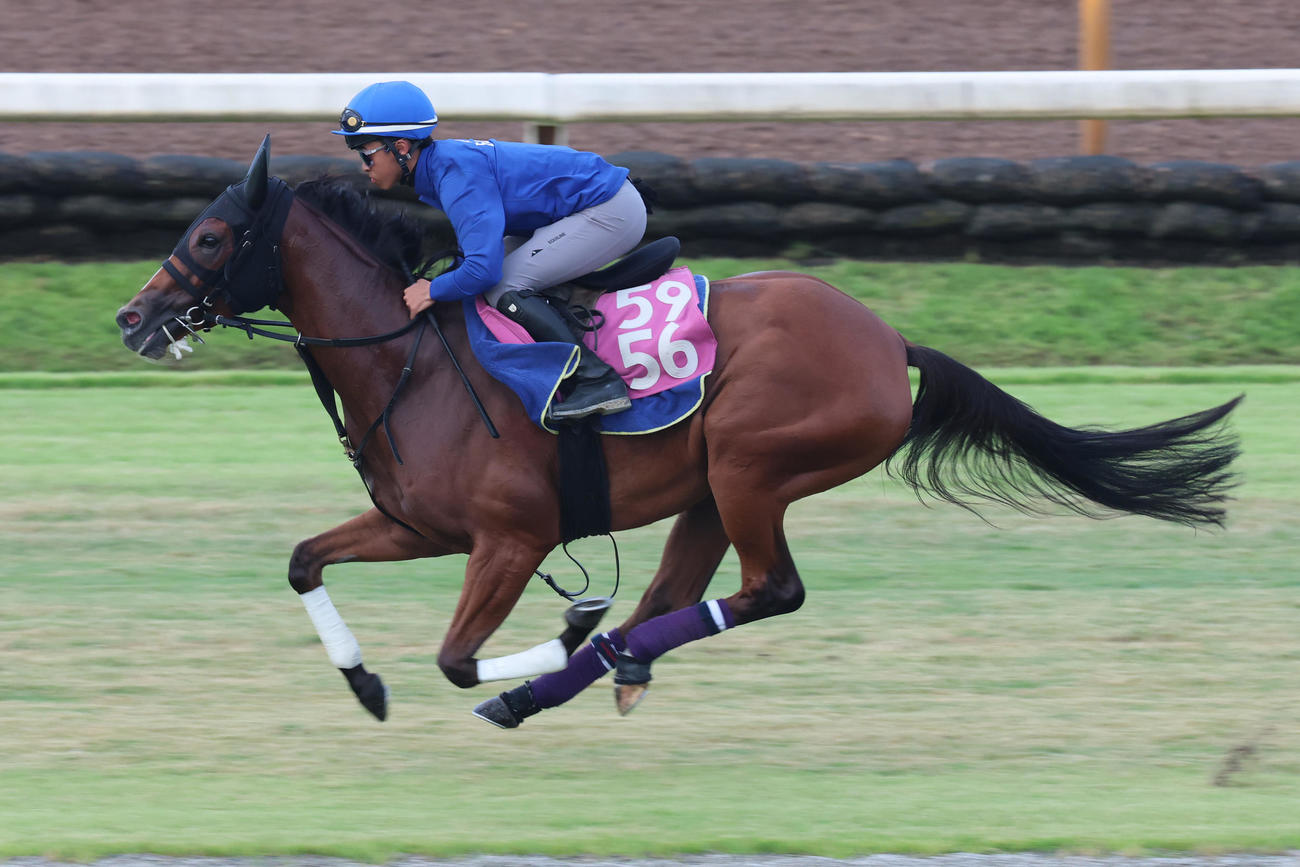 芝コースを疾走するルージュソリテール