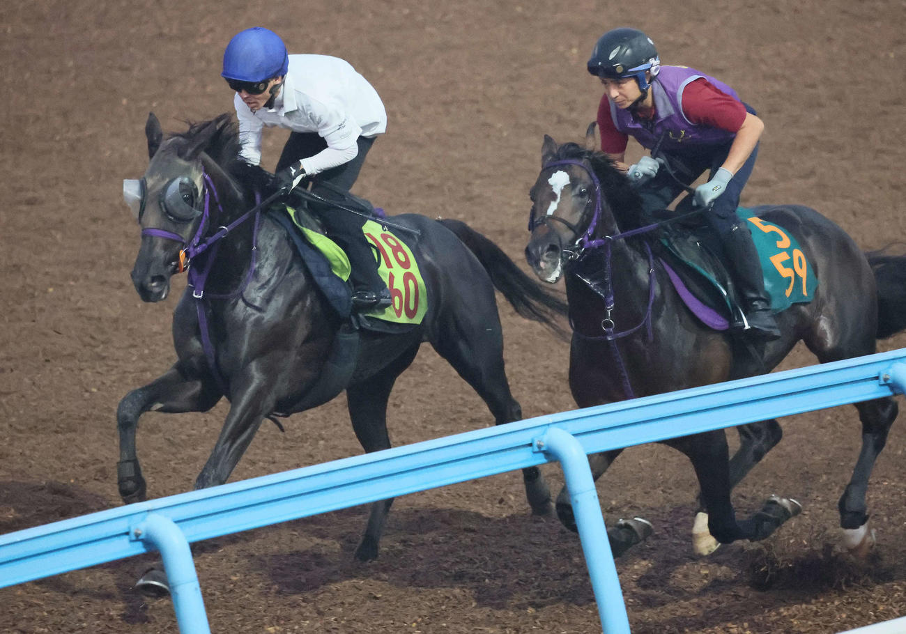 10日、サンセリテ（左）は美浦ウッドでレッドジェルブロワと併せた