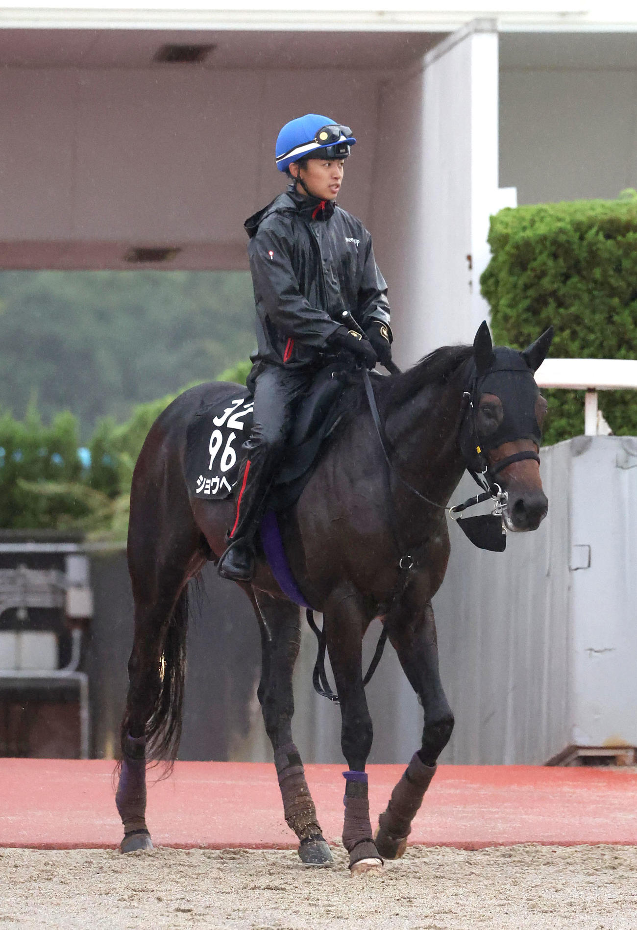 西塚騎手を背に調教から引き揚げるショウヘイ（撮影・白石智彦）
