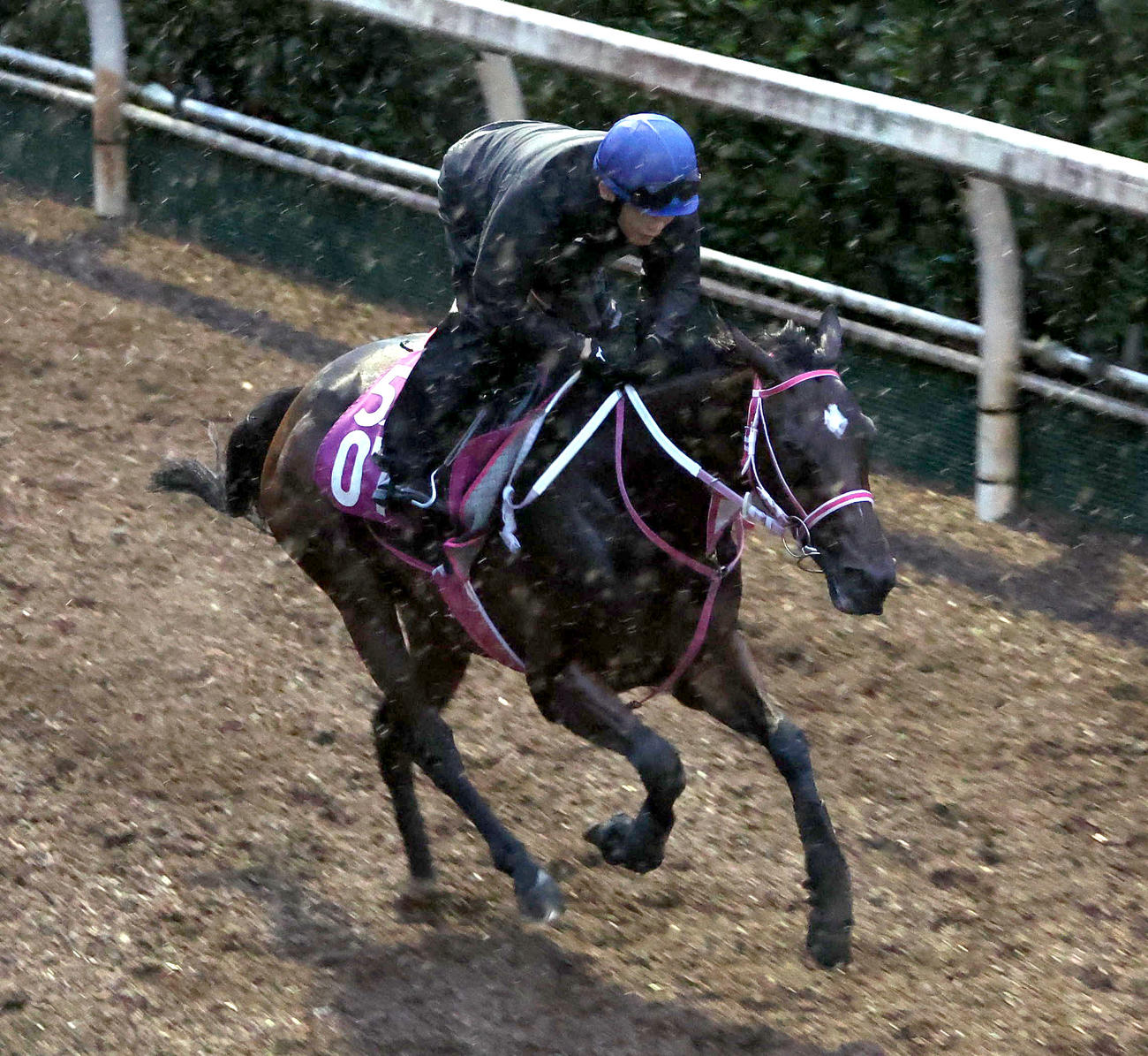 西村淳騎手を背に坂路を単走で追い切るビップデイジー（撮影・白石智彦）