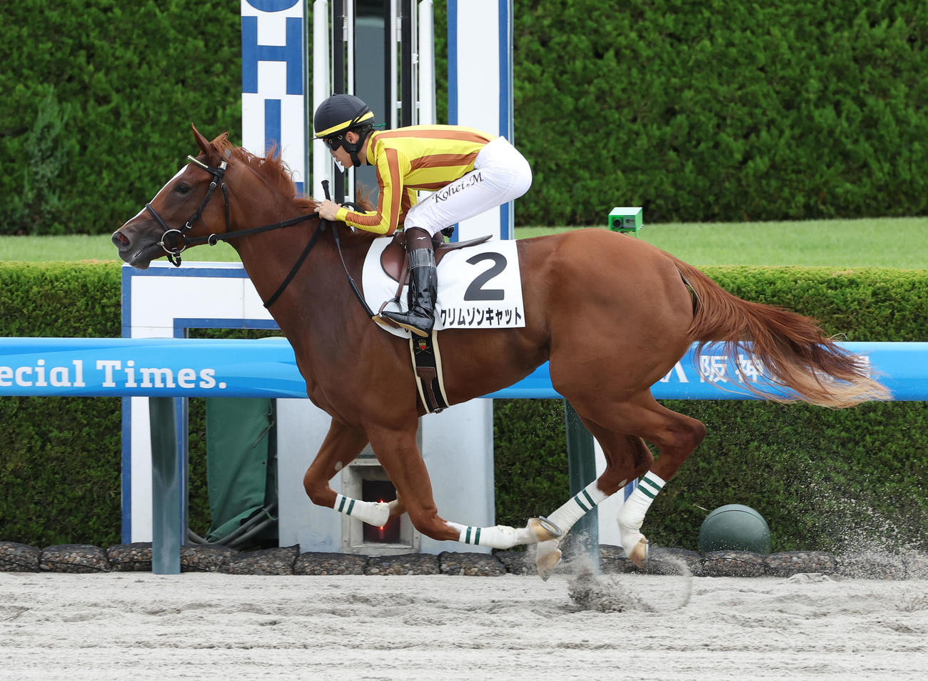 阪神6R、逃げ切って新馬戦を制したクリムゾンキャット（撮影・白石智彦）