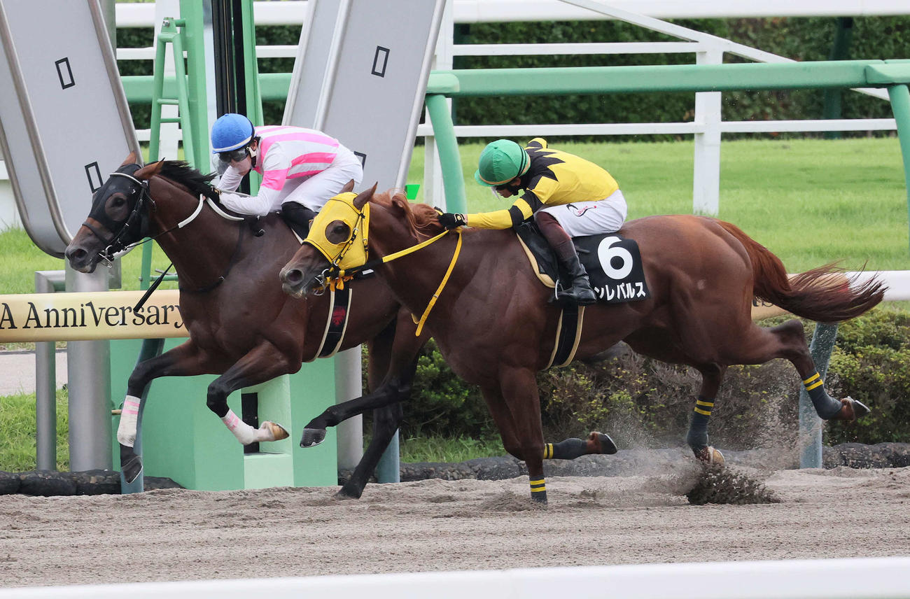 中山11R、初風Sを制したユキマルと丹内騎手（奥）。手前は2着ドンレパルス（撮影・丹羽敏通）