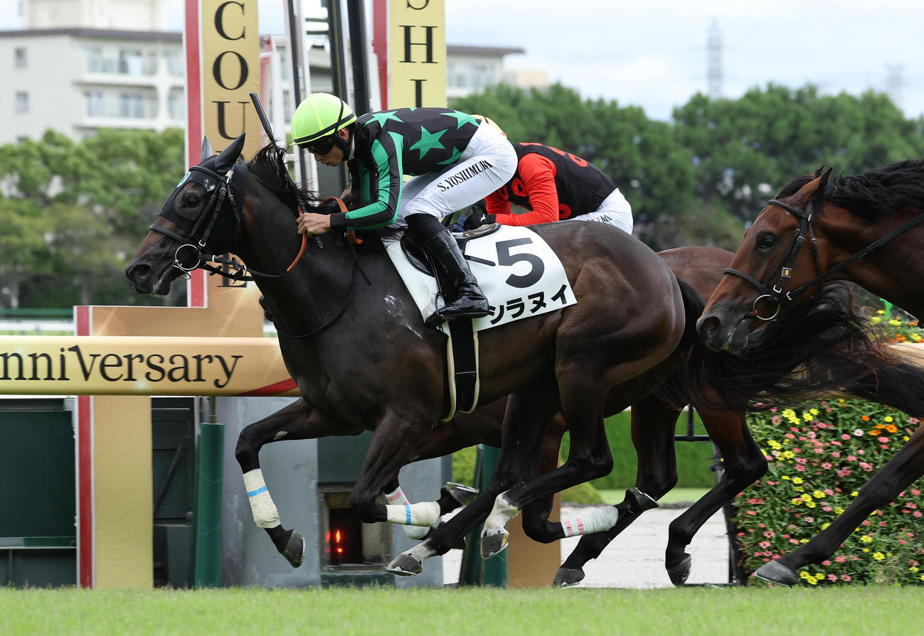阪神5R、新馬戦を勝利したシラヌイ（撮影・白石智彦）