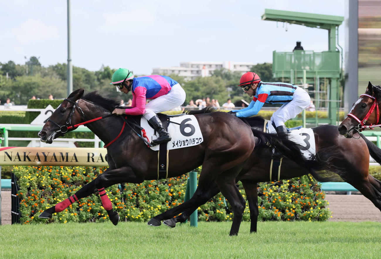 中山6R、2歳新馬戦を制したメイショウハチコウと戸崎騎手（撮影・丹羽敏通）