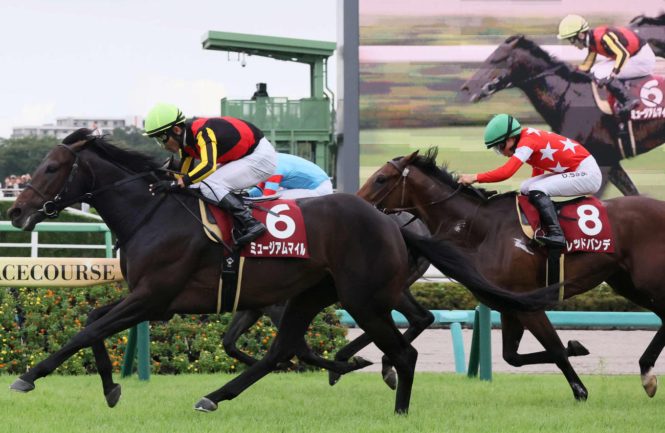 セントライト記念3着のレッドバンデ（右）。左は勝ったミュージアムマイル（撮影・丹羽敏通）