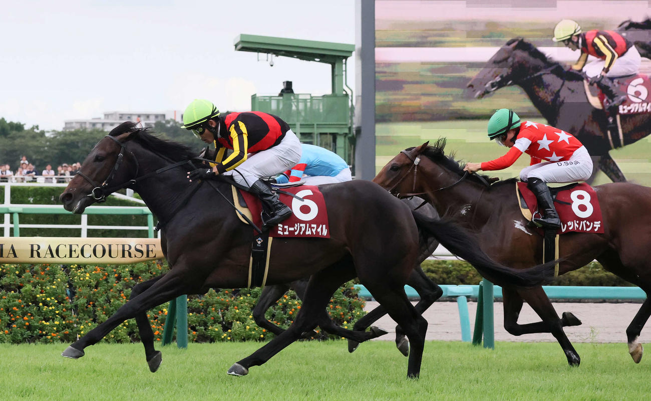 中山11R、セントライト記念を制したミュージアムマイルと戸崎騎手（撮影・丹羽敏通）