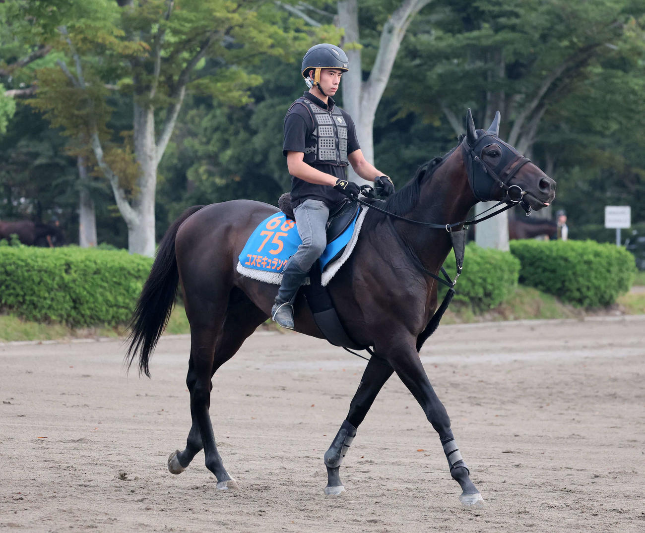 11日、馬場へ向かうコスモキュランダ