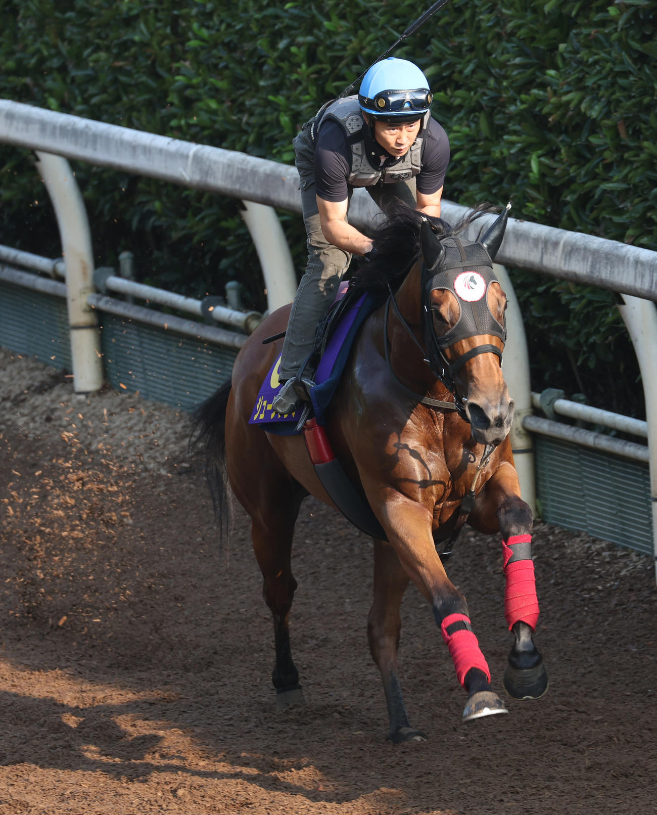 坂路で追い切るジューンブレア