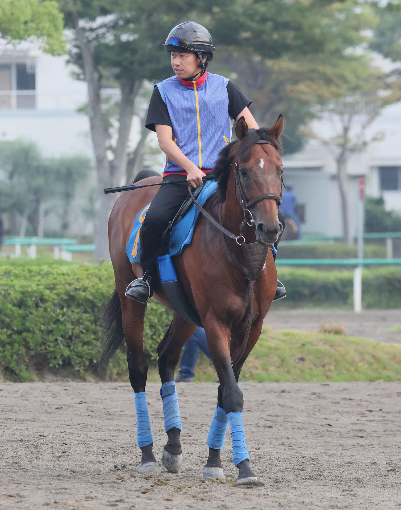 馬場へ向かうクロミナンス（2025年9月10日撮影）