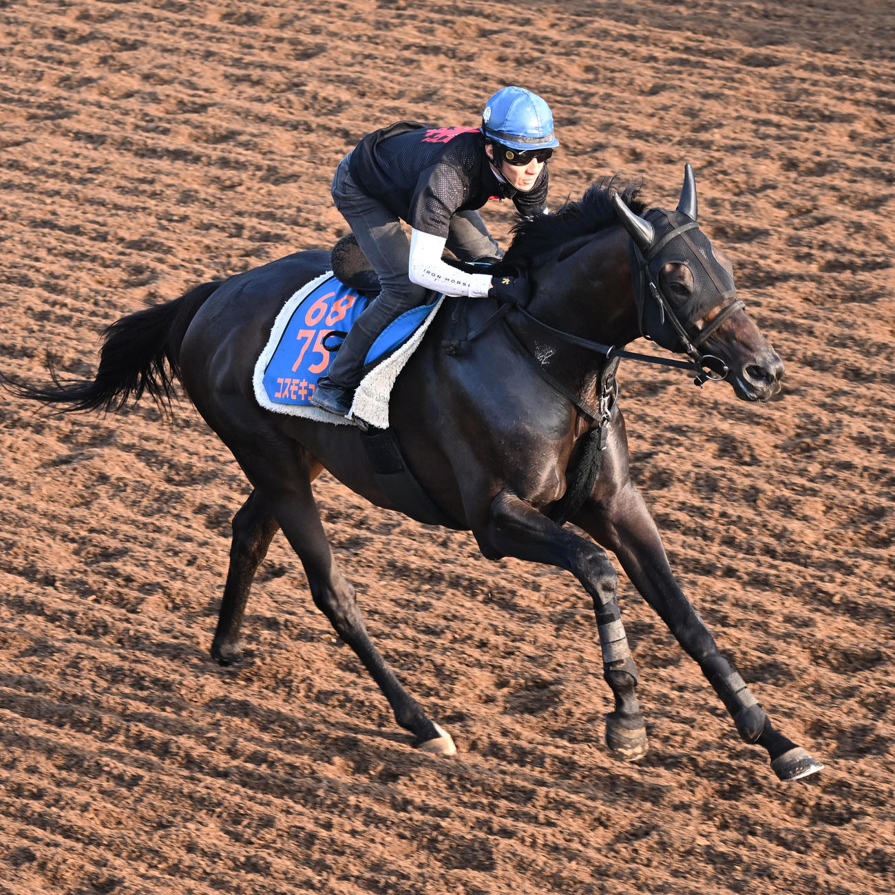 美浦坂路で追い切るコスモキュランダ（撮影・千葉一成）
