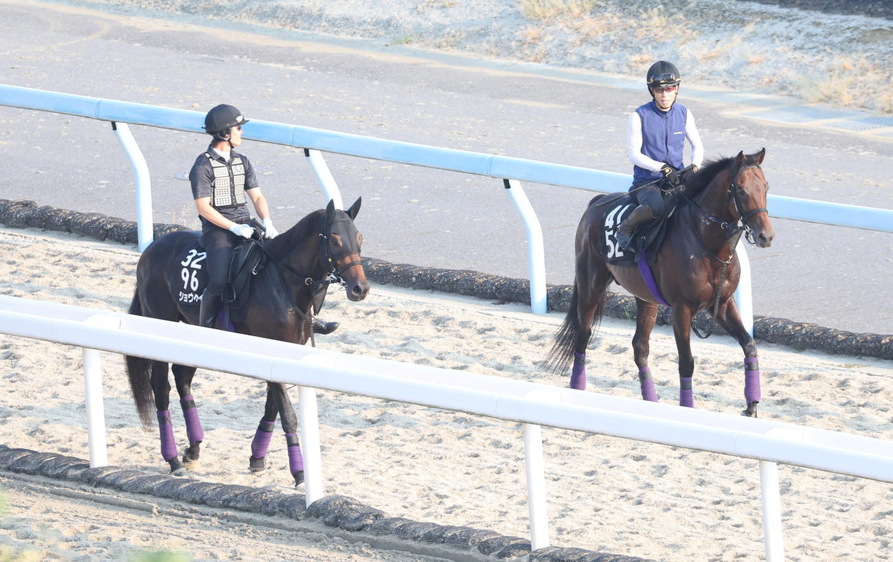 追い切りへ向かうショウヘイ（左）とライトトラック
