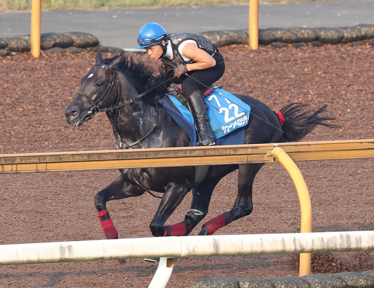 高田騎手を背にCウッドを単走で追い切るジューンベロシティ（撮影・白石智彦）