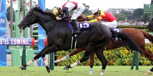 スプリンターズステークスを制したルガル（手前）＝２０２４年９月29日　中山競馬場