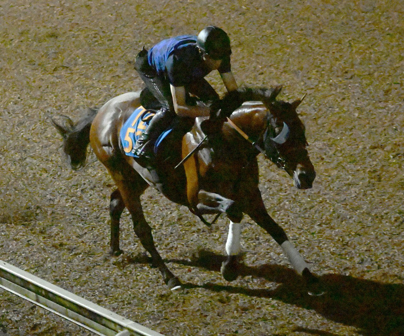 美浦坂路を単走で追い切るドゥラドーレス（撮影・千葉一成）